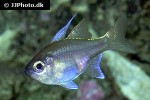 zoramia leptacanthus zoramia leptacanthus
