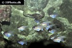 zoramia leptacanthus zoramia leptacanthus