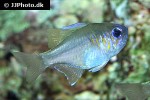 zoramia leptacanthus zoramia leptacanthus