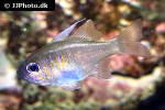 zoramia leptacanthus zoramia leptacanthus