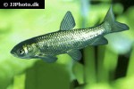 ctenopharyngodon idella ctenopharyngodon idella