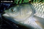 ctenopharyngodon idella ctenopharyngodon idella