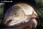ctenopharyngodon idella ctenopharyngodon idella