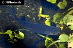 ctenopharyngodon idella ctenopharyngodon idella