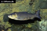 ctenopharyngodon idella ctenopharyngodon idella