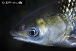 ctenopharyngodon idella ctenopharyngodon idella