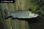 ctenopharyngodon idella ctenopharyngodon idella