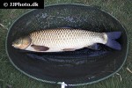 ctenopharyngodon idella ctenopharyngodon idella