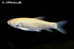 ctenopharyngodon idella gold ctenopharyngodon idella gold