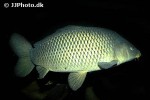 cyprinus carpio common cyprinus carpio common