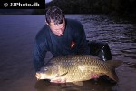 cyprinus carpio common cyprinus carpio common