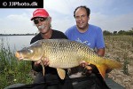 cyprinus carpio common cyprinus carpio common