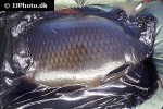 cyprinus carpio common cyprinus carpio common