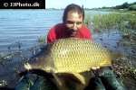 cyprinus carpio common cyprinus carpio common
