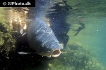 cyprinus carpio common cyprinus carpio common