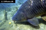 cyprinus carpio common cyprinus carpio common