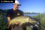 cyprinus carpio common cyprinus carpio common