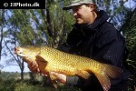 cyprinus carpio common cyprinus carpio common