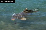 cyprinus carpio common cyprinus carpio common