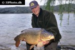cyprinus carpio common cyprinus carpio common