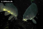 cyprinus carpio common cyprinus carpio common