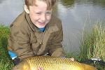 cyprinus carpio common cyprinus carpio common