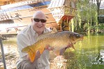cyprinus carpio common cyprinus carpio common