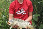 cyprinus carpio common cyprinus carpio common