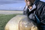 cyprinus carpio common cyprinus carpio common