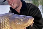 cyprinus carpio common cyprinus carpio common