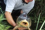 cyprinus carpio common cyprinus carpio common