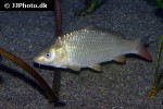 cyprinus carpio common cyprinus carpio common