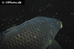 cyprinus carpio common cyprinus carpio common