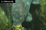 cyprinus carpio common cyprinus carpio common
