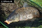 cyprinus carpio common cyprinus carpio common