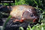 cyprinus carpio common cyprinus carpio common