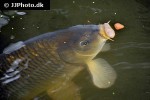 cyprinus carpio common cyprinus carpio common