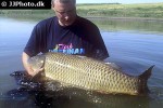 cyprinus carpio common cyprinus carpio common
