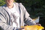 cyprinus carpio gold cyprinus carpio gold