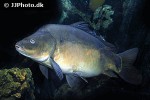 cyprinus carpio leather cyprinus carpio leather