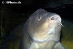 cyprinus carpio leather cyprinus carpio leather