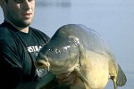 cyprinus carpio leather cyprinus carpio leather