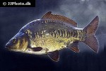 cyprinus carpio mirror cyprinus carpio mirror