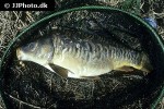 cyprinus carpio mirror cyprinus carpio mirror
