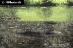 cyprinus carpio mirror cyprinus carpio mirror