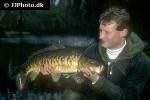 cyprinus carpio mirror cyprinus carpio mirror