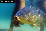 cyprinus carpio mirror cyprinus carpio mirror