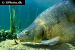 cyprinus carpio mirror cyprinus carpio mirror