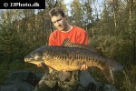 cyprinus carpio mirror cyprinus carpio mirror