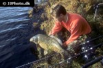 cyprinus carpio mirror cyprinus carpio mirror